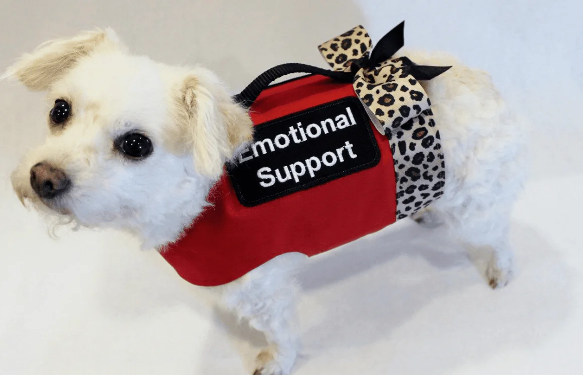 Emotional supports are the right of people and obtain it from ESA Emotional supports are the right of people and obtain it from ESA